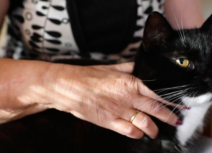 Arja Ahtaanluoman käsisiirre, jolla silittää sylissään olevaa kissaa.