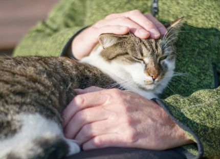 Kissa iäkkään henkilön sylissä. Ihmiset kertovat kokemuksiaan lemmikeistä hoitotyössä.