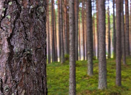 Mäntymetsä.Etualalla suuri männynrunko ja maassa sammalta.