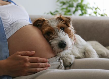 Raskaana oleva nainen makaa sohvalla, koira kuuntelee mahaa.