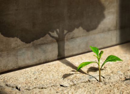Pieni vihreä taimi kasvaa betonin halkeamasta, ja sen varjo seinällä näyttää suurelta puulta.